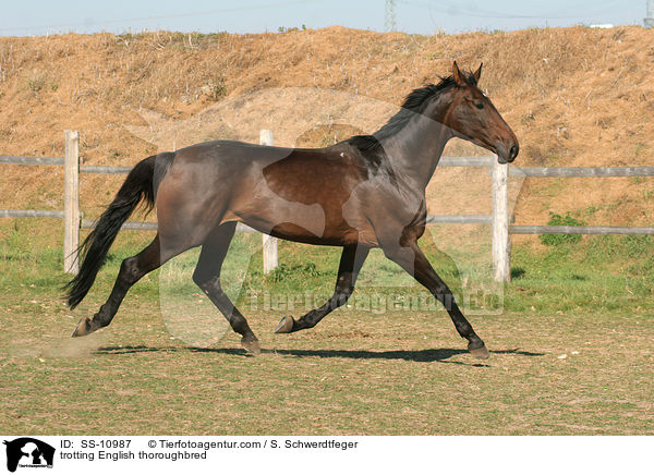 trotting English thoroughbred / SS-10987
