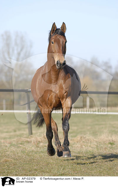 brown horse / AP-02379