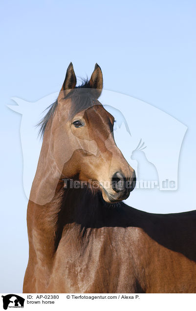 brown horse / AP-02380