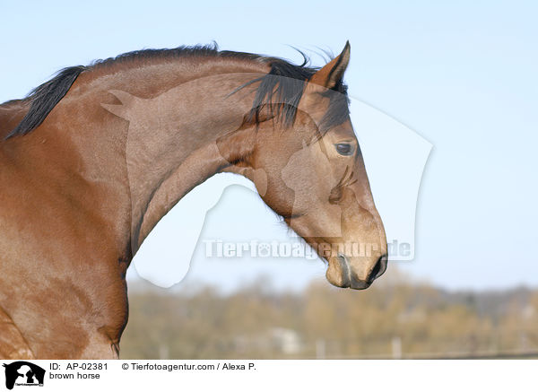 brown horse / AP-02381