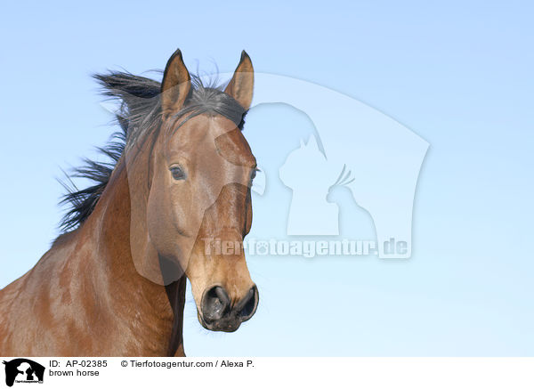 brown horse / AP-02385