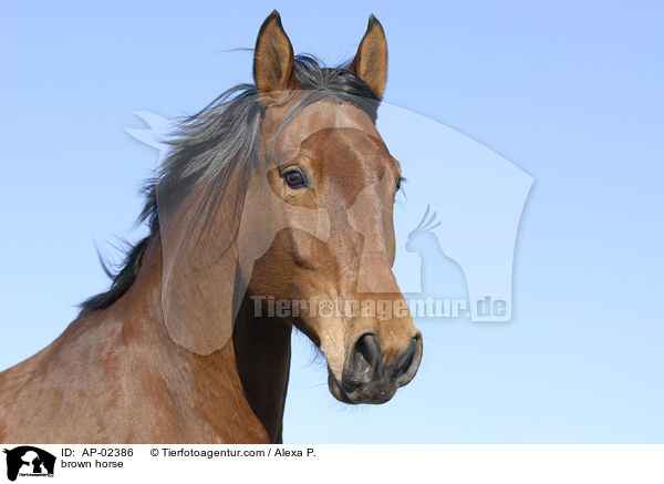 brown horse / AP-02386