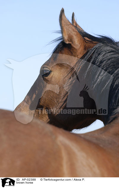 brown horse / AP-02388
