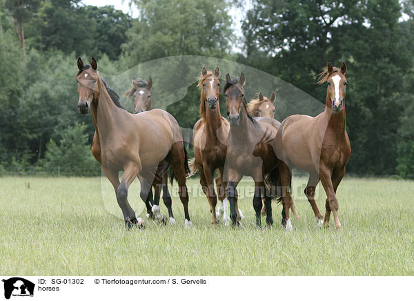 horses / SG-01302