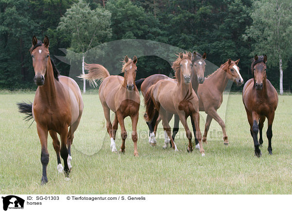 horses / SG-01303