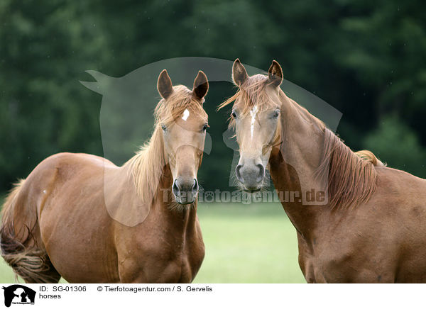 horses / SG-01306