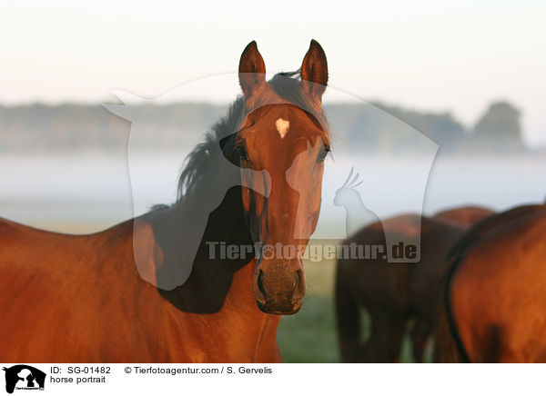 horse portrait / SG-01482