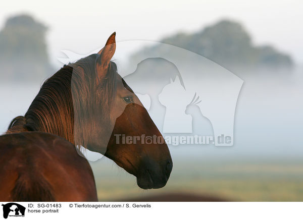 horse portrait / SG-01483