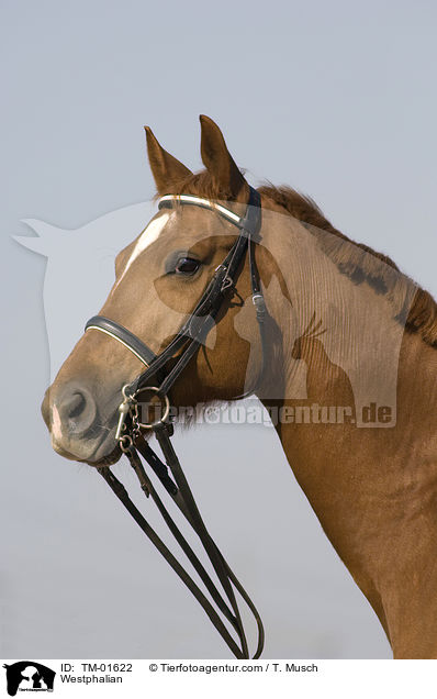 Westphalian / TM-01622