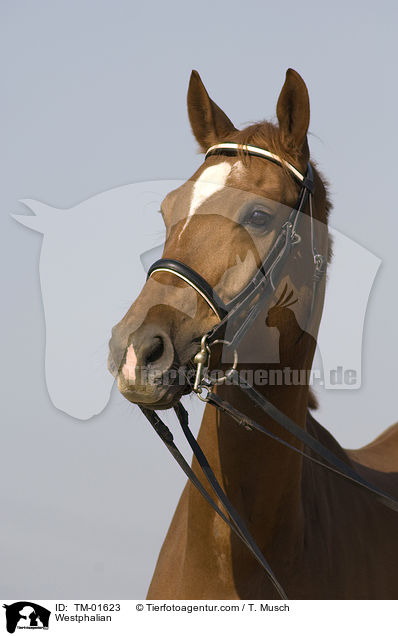Westphalian / TM-01623