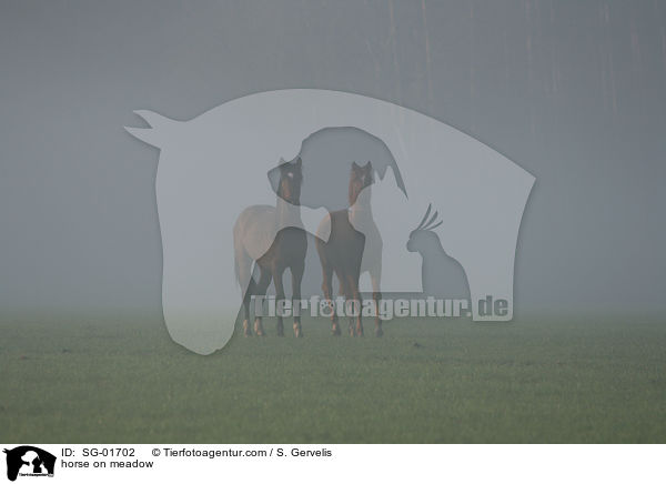 Westfale auf der Weide / horse on meadow / SG-01702
