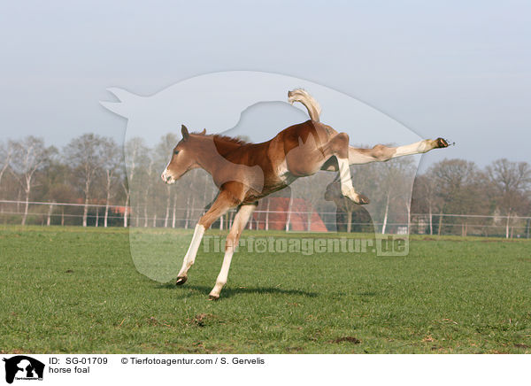 horse foal / SG-01709