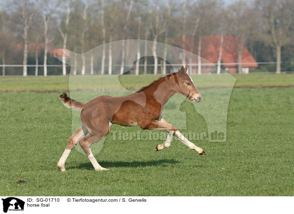 horse foal / SG-01710