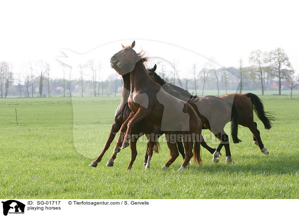 playing horses / SG-01717