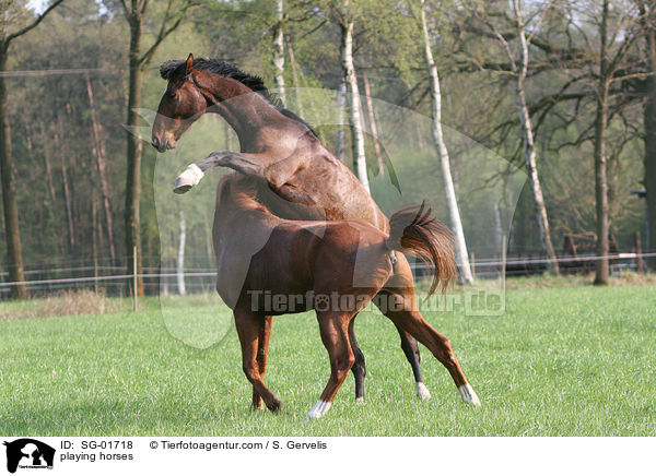 playing horses / SG-01718