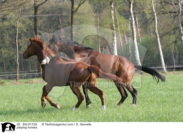 playing horses / SG-01720