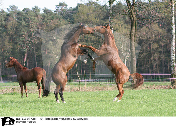 playing horses / SG-01725