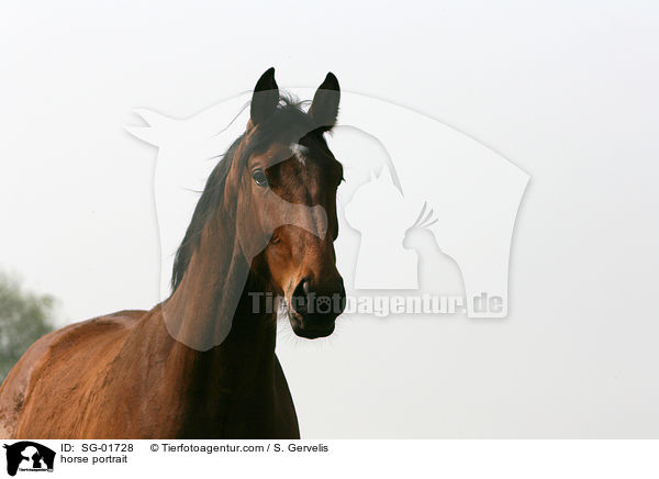 horse portrait / SG-01728