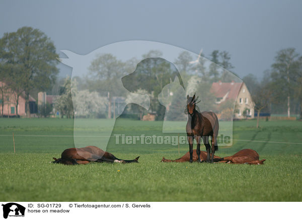 horse on meadow / SG-01729
