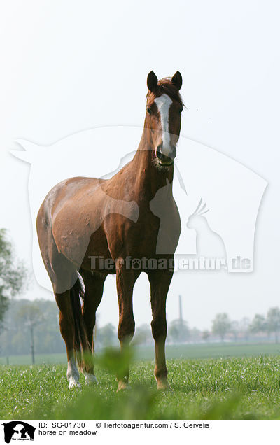 horse on meadow / SG-01730