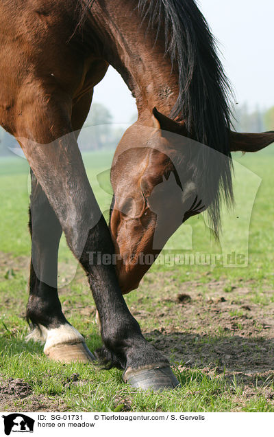 horse on meadow / SG-01731