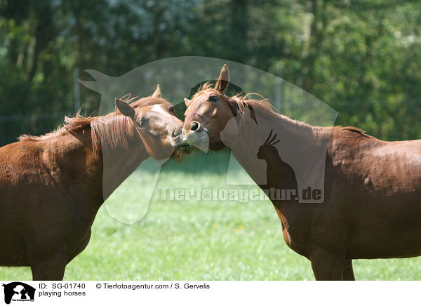 playing horses / SG-01740