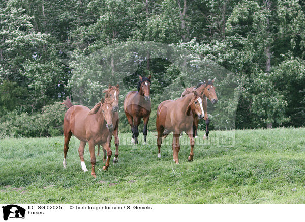 horses / SG-02025