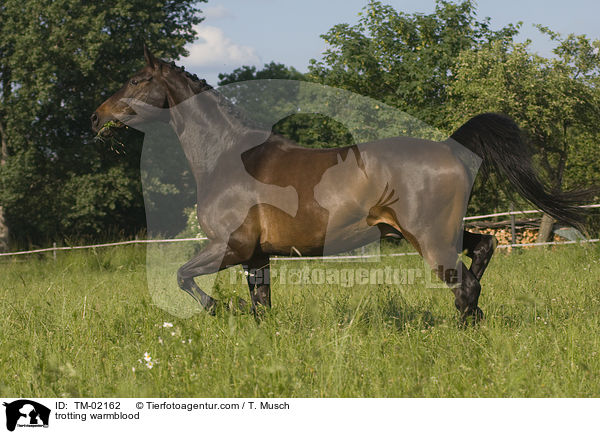 trotting warmblood / TM-02162