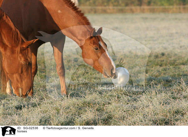 horses / SG-02536
