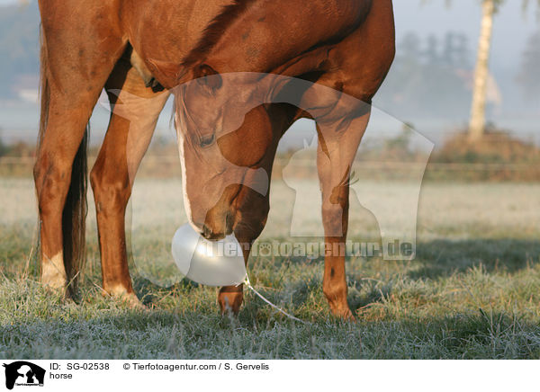 horse / SG-02538