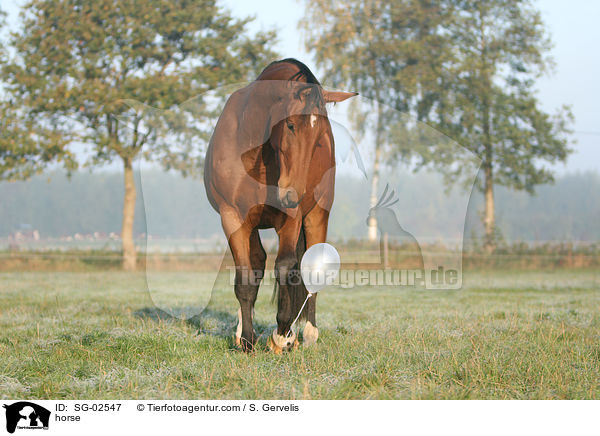 horse / SG-02547