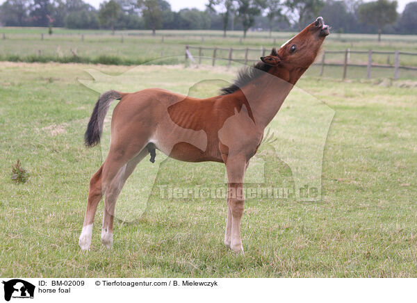 horse foal / BM-02009