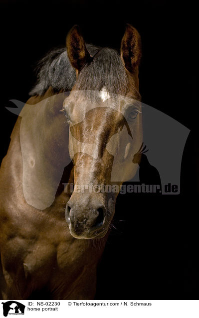 horse portrait / NS-02230