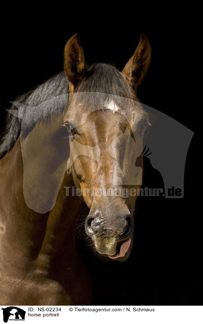 horse portrait / NS-02234
