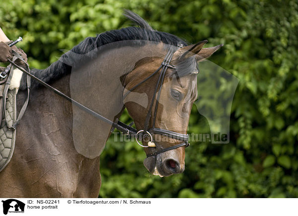 horse portrait / NS-02241