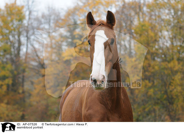 warmblood portrait / AP-07526