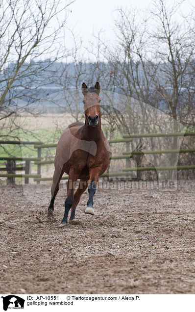 galloping warmblood / AP-10551