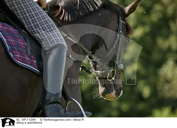 Westfale wird geritten / riding a warmblood / AP-11264