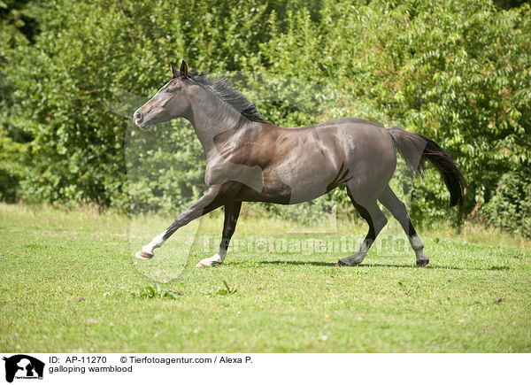 galloping warmblood / AP-11270