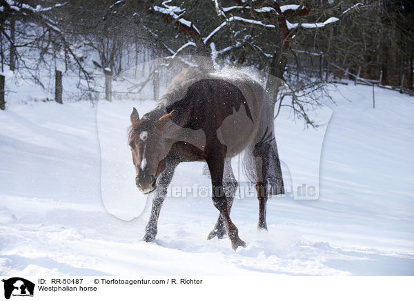 Westfale / Westphalian horse / RR-50487