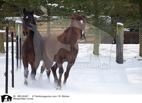 Westfale / Westphalian horse / RR-50497