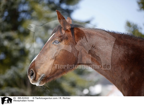 Westphalian horse / RR-50500