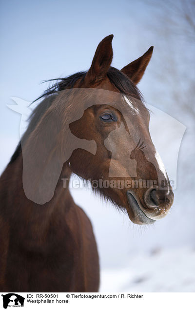 Westphalian horse / RR-50501