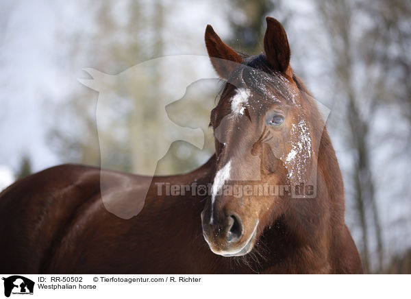 Westphalian horse / RR-50502