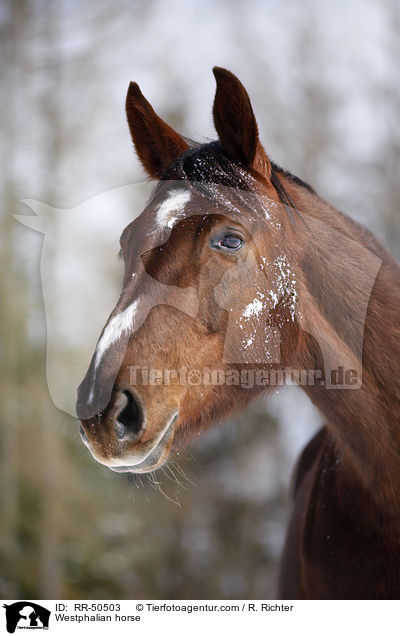 Westfale / Westphalian horse / RR-50503