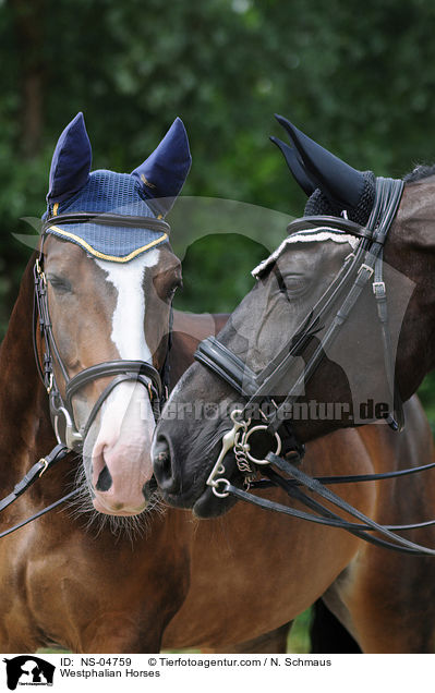 Westphalian Horses / NS-04759