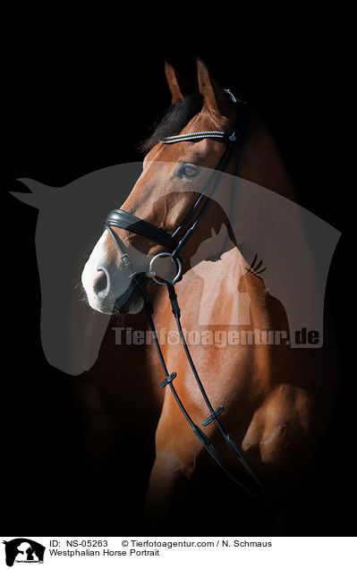 Westfale Portrait / Westphalian Horse Portrait / NS-05263