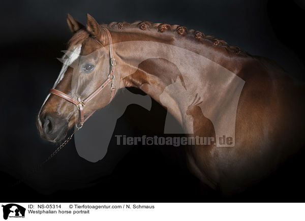 Westphalian horse portrait / NS-05314