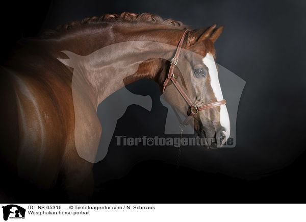Westphalian horse portrait / NS-05316