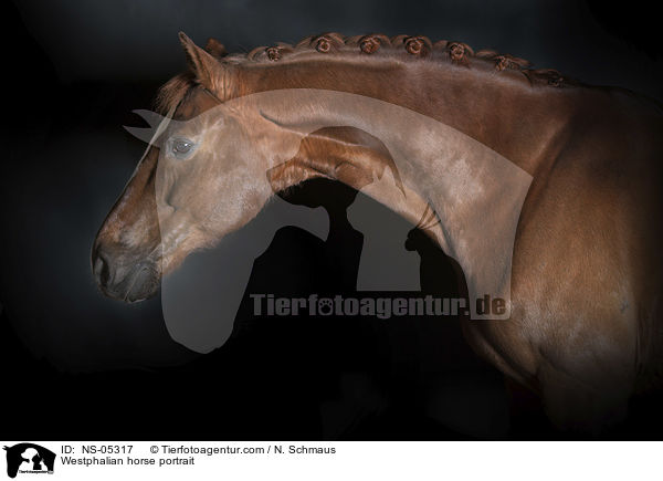 Westphalian horse portrait / NS-05317